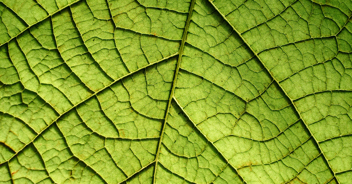 Chlorophyll