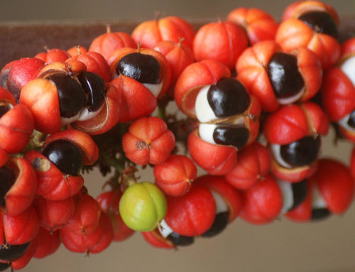 Guaraná