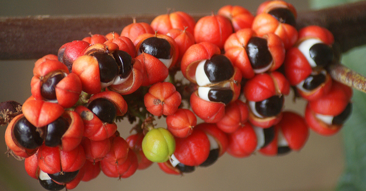 Guaraná