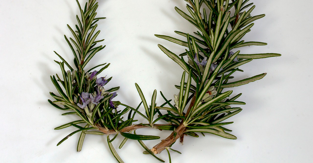 Rosemary